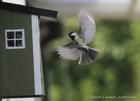 Talgoxe vid holk Parus major  Sverige