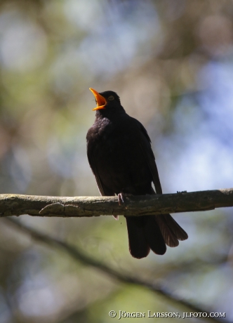 Sjungande Koltrast, turdus merula