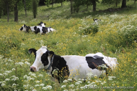 cows summer  Smaland Sweden