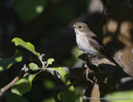 Svartvit Flugsnappare Ficedula hypoleuca