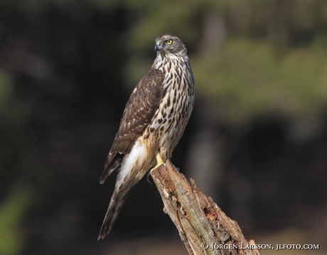 Ung Duvhök  Accipiter gentilis Björnlunda Sverige