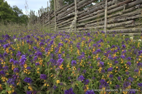 Natt och dag Melampyrum nemorosum Småland