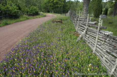 Natt och dag Melampyrum nemorosum Småland