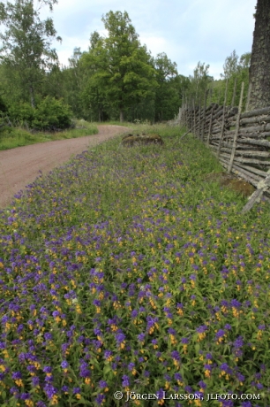 Natt och dag Melampyrum nemorosum Småland