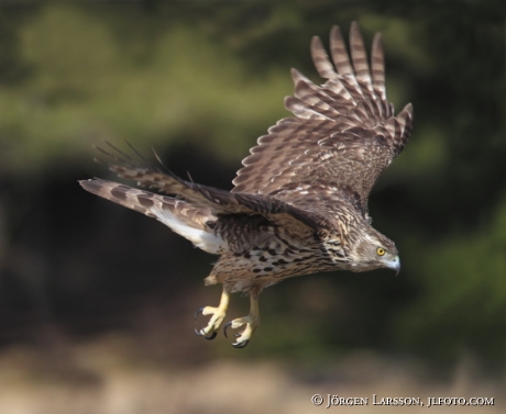 Ung Duvhök  Accipiter gentilis Björnlunda Sverige