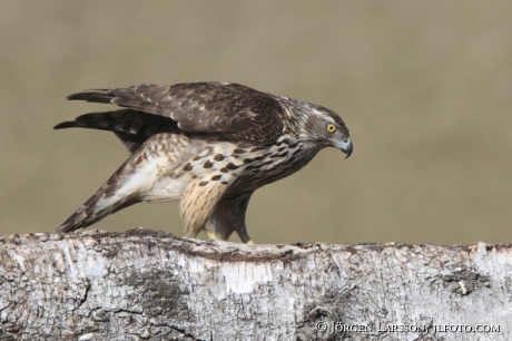 Ung Duvhök  Accipiter gentilis Björnlunda Sverige