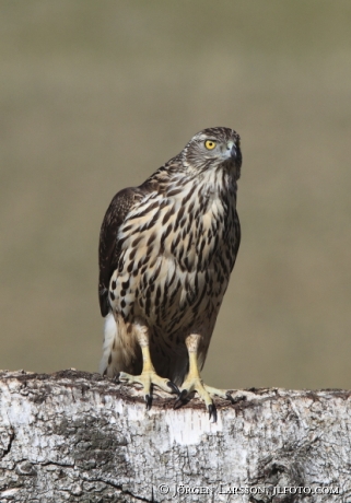 Ung Duvhök  Accipiter gentilis Björnlunda Sverige