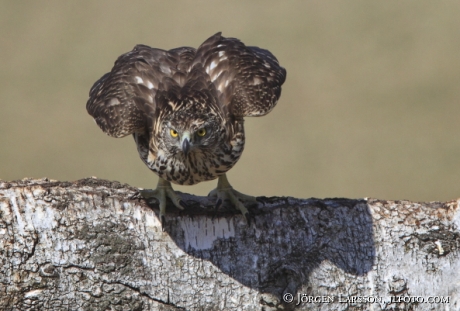 Ung Duvhök  Accipiter gentilis Björnlunda Sverige