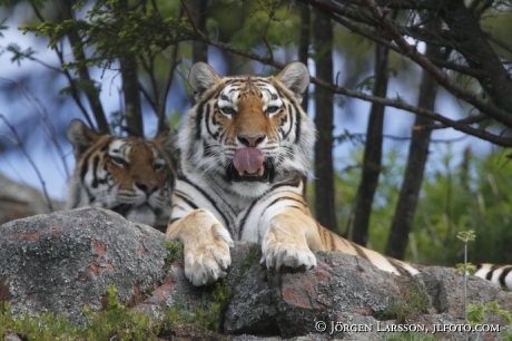 Sibirisk tiger / Amurtiger Panthera tigris altacia