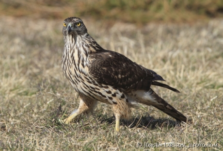 Ung Duvhök  Accipiter gentilis Björnlunda Sverige