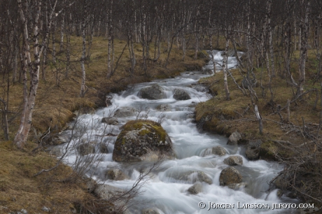 Vattendrag bland fjällbjörkar