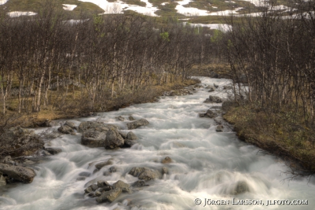 Vattendrag bland fjällbjörkar