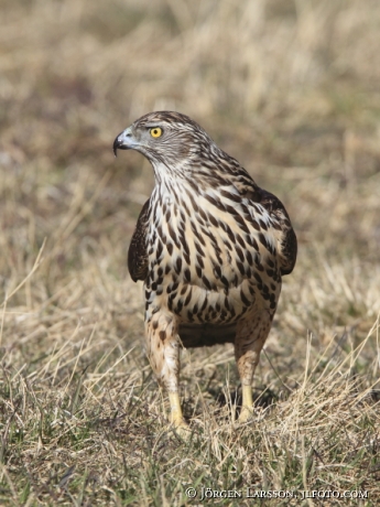 Ung Duvhök  Accipiter gentilis Björnlunda Sverige