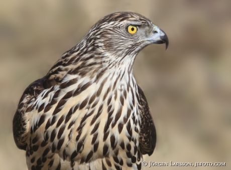 Ung Duvhök Accipiter gentilis Björnlunda Sverige