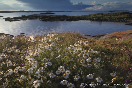 Bussan Smaland Sweden