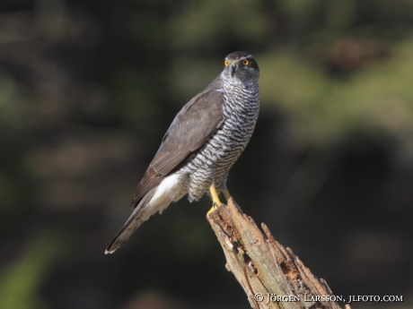  Vuxen Duvhök  Accipiter gentilis Björnlunda Sverige