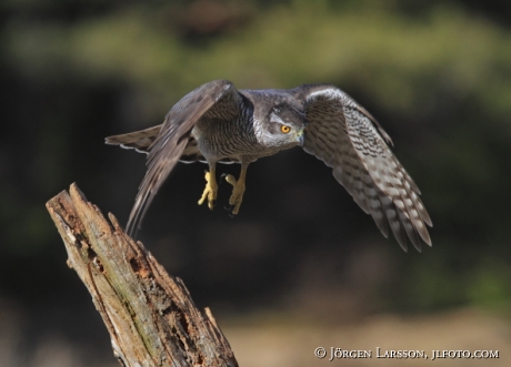 Vuxen Duvhök  Accipiter gentilis Björnlunda Sverige