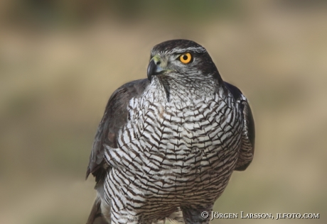 Vuxen Duvhök Accipiter gentilis Björnlunda Sverige