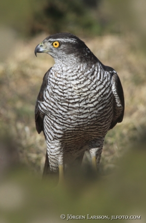 Vuxen Duvhök  Accipiter gentilis Björnlunda Sverige