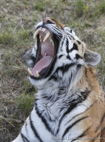 Sibirisk tiger / Amurtiger Panthera tigris altacia