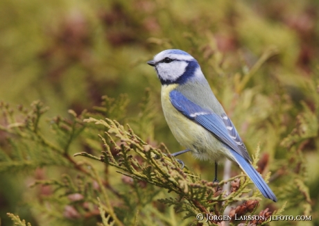 Blåmes Parus caeruleus Botkyrka Stockholm