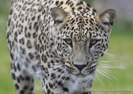 Persisk leopard 