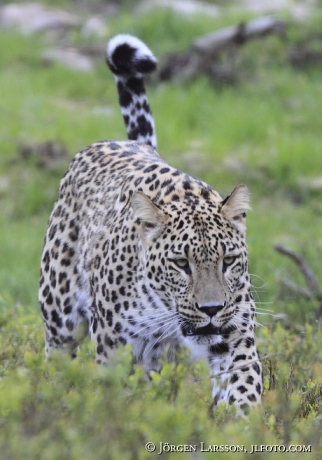 Persisk leopard 