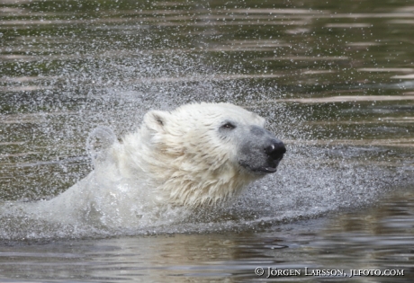 Icebear  Gronklitt Dalarna Sweden