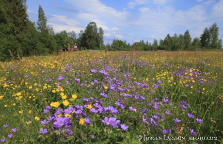Midsummerflowers at Leksand Dalarna Sweden