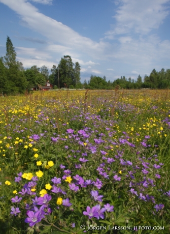 Blomsteräng utanför Leksand Dalarna Sverige