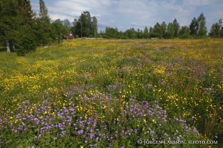 Blomsteräng utanför Leksand Dalarna Sverige