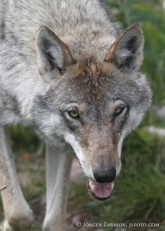 Wolf Canis lupus