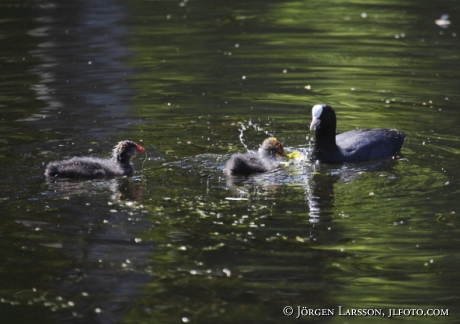 Sothöna Fulica atra Södermanland