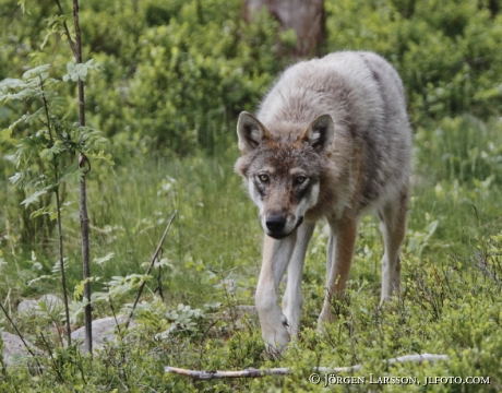 Wolf Canis lupus