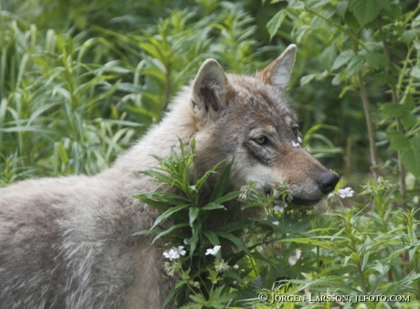 Wolf Canis lupus