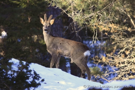 Roe dear Sodermanland Sweden