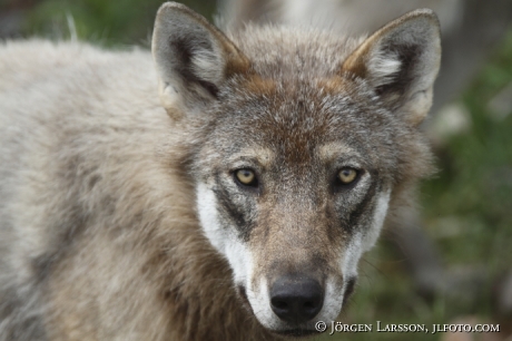 Wolf Canis lupus