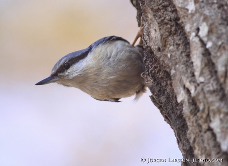 Nötväcka (Sitta europaea) 