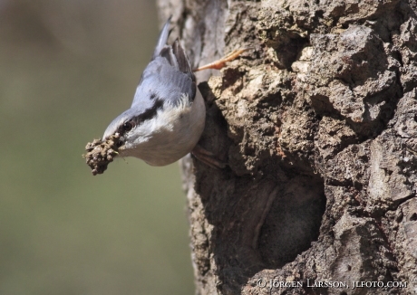 Nötväcka (Sitta europaea) 