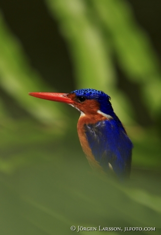 Malachite Kingfisher Kenya