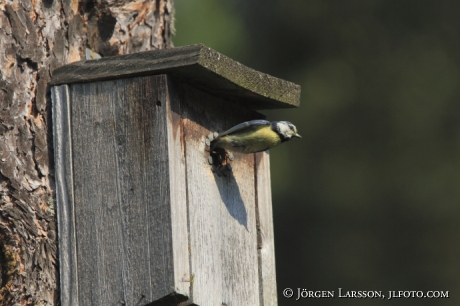 Blåmes Parus caeruleus flyger ur holken