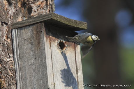 Blåmes Parus caeruleus flyger ur holken