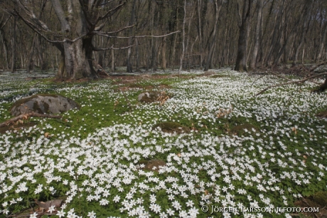 Stenshuvud national park Skåne Sverige