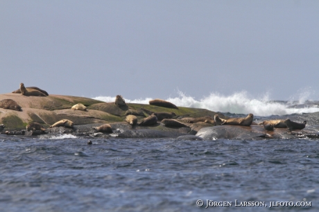 Common seal Phoca vitulina