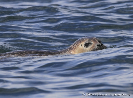 Common seal Phoca vitulina