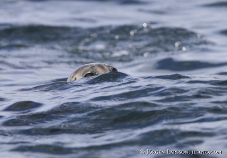 Common seal Phoca vitulina