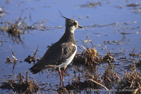 Tofsvipa Vanellus vanellus