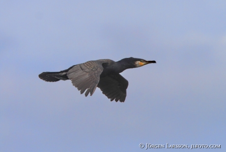 Storskarv Phalacrocorax carbo  Bohuslän