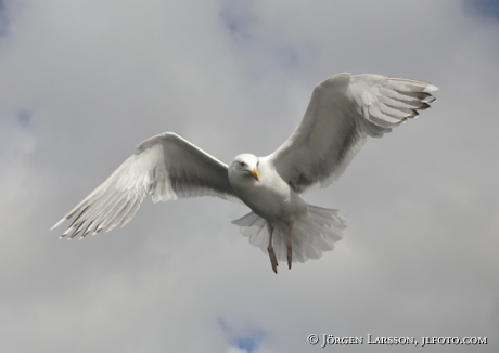 Gråtrut, Larus argentatus