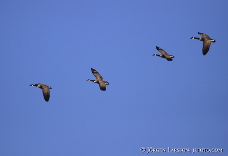 Kanadagäss Branta canadensis